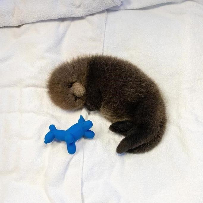 Second abandoned sea otter pup rescued in B.C. in less than a month